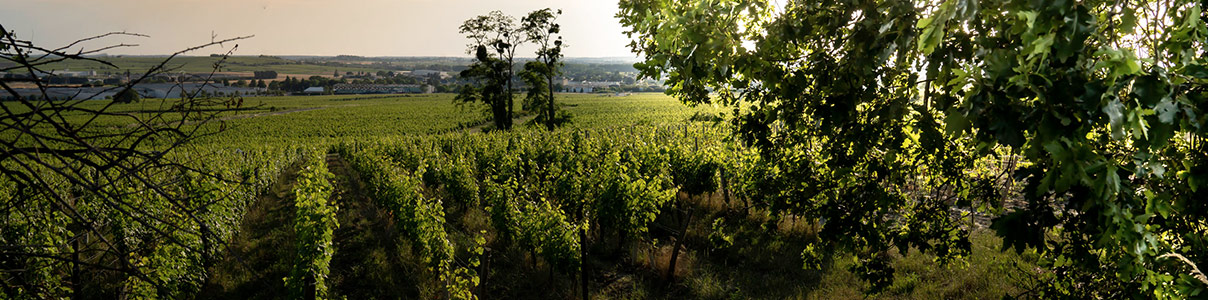 Produttore: Clos Rougeard