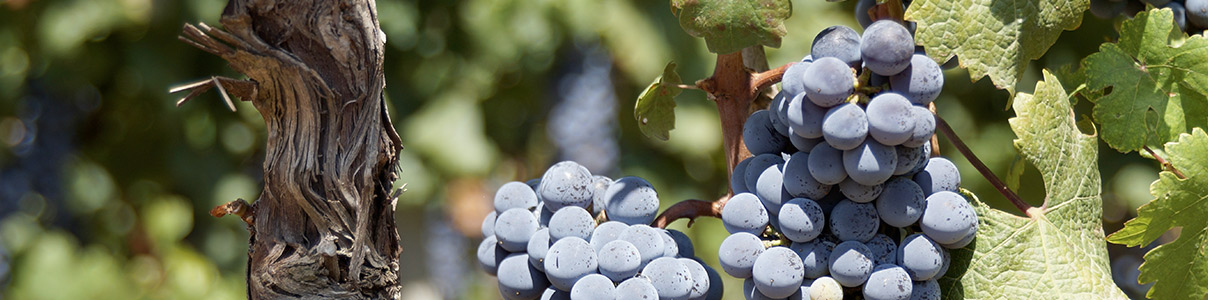 Produttore: Geoff Merrill Wines