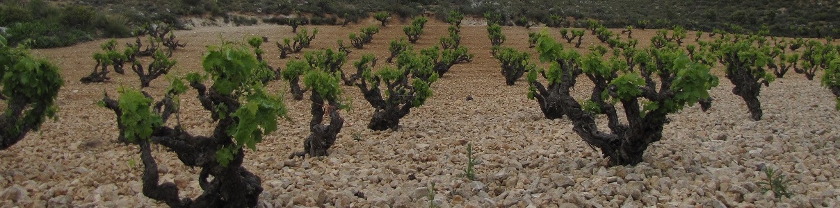 Produttore: Bodegas Cinco Leguas