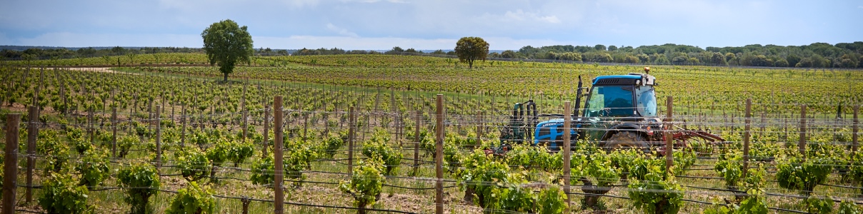 Produttore: Bosque de Matasnos