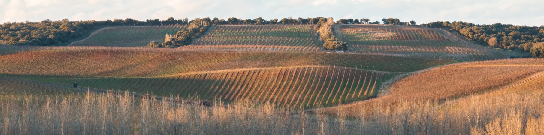 Produttore: Dominio d'Echauz