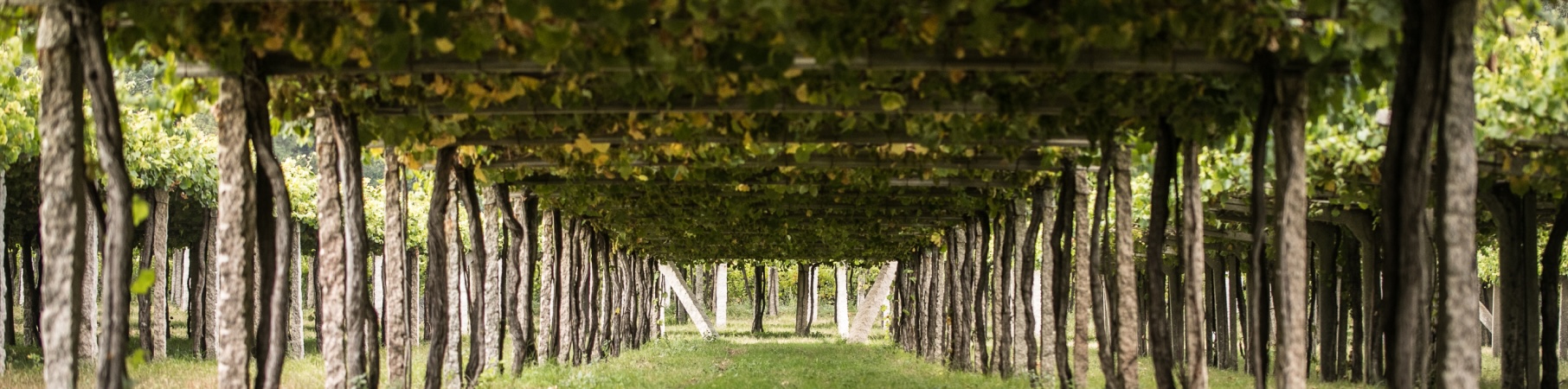 Produttore: Attis Bodegas y Viñedos