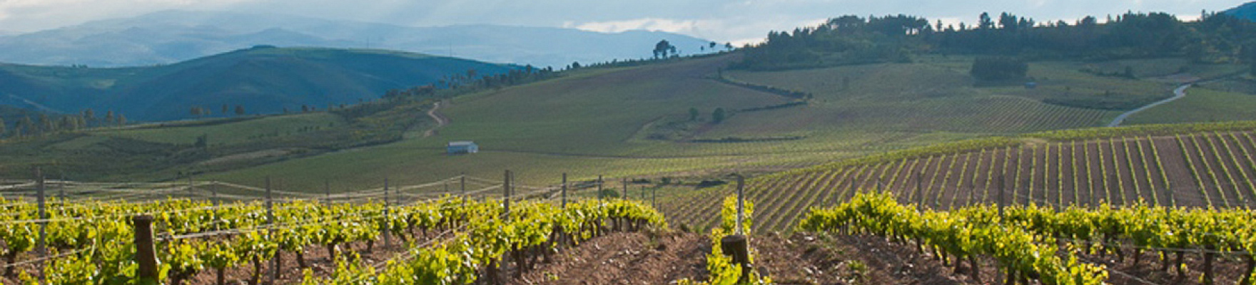 Bodega Alberto Orte