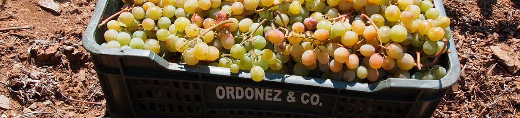 Bodegas y Viñedos Botani