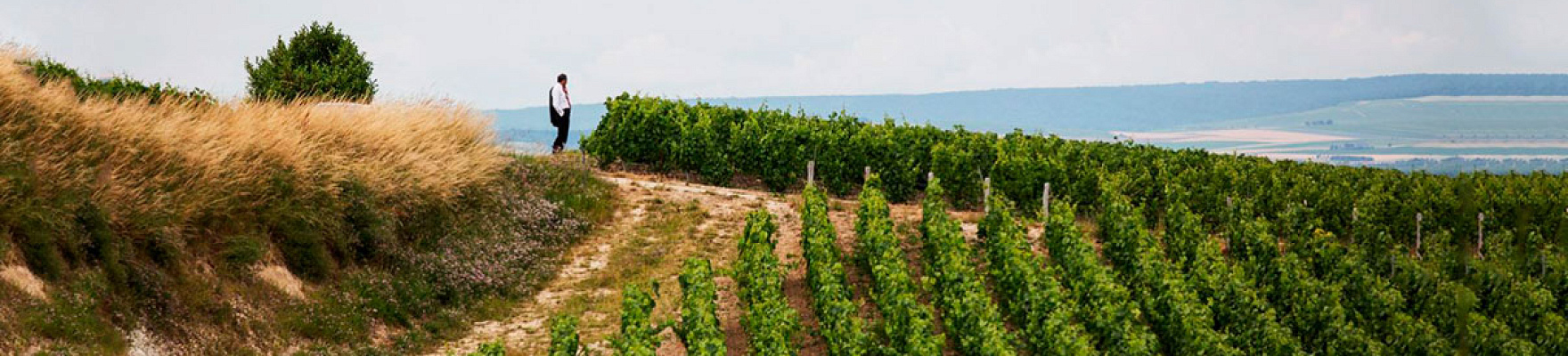 Paisaje de la finca vinícola de Bruno Paillard.