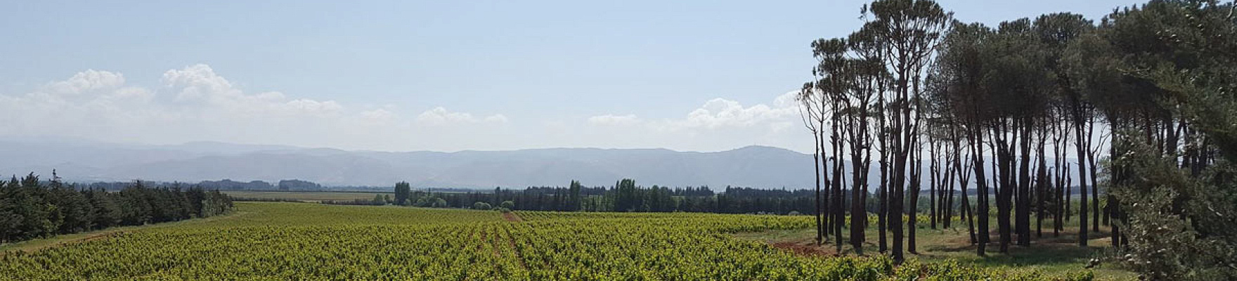 Château Musar