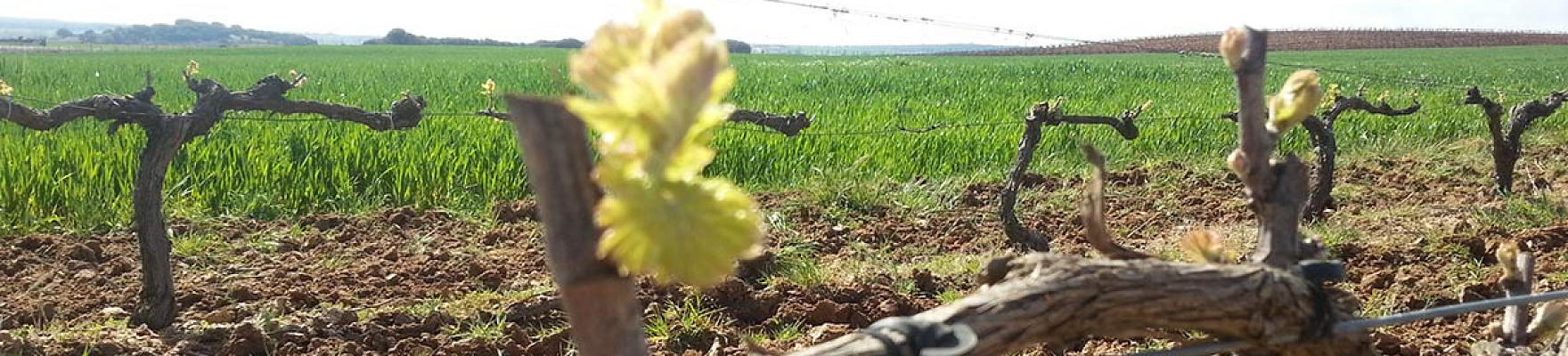 Ébano Viñedos y Bodegas