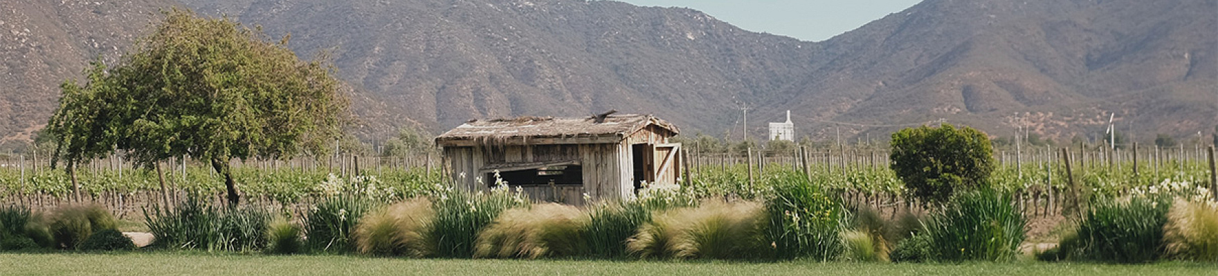 Header Bodega Emiliana