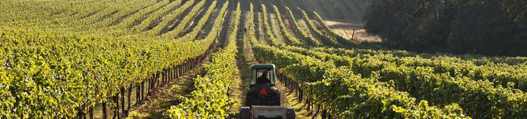 Evening Land Vineyards