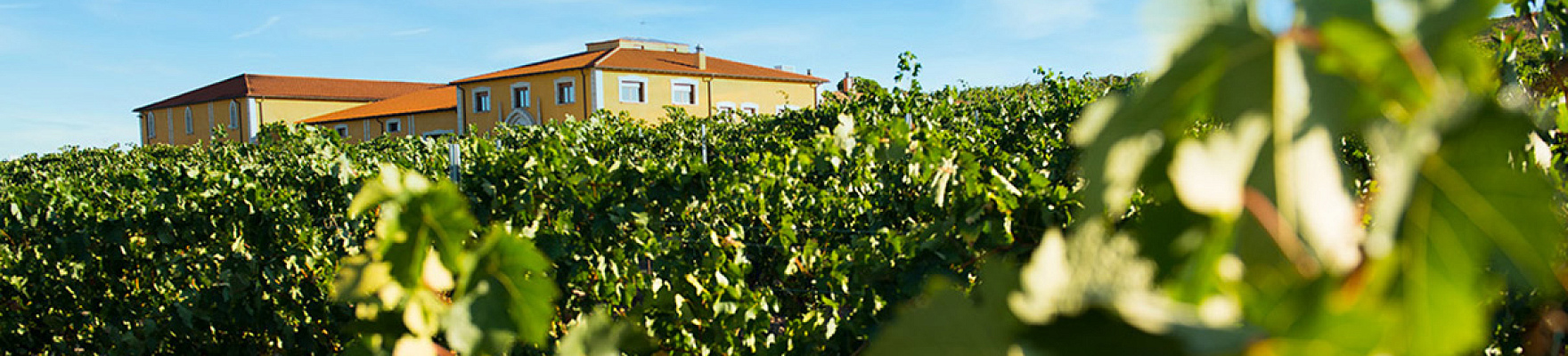 Bodega Finca la Capilla