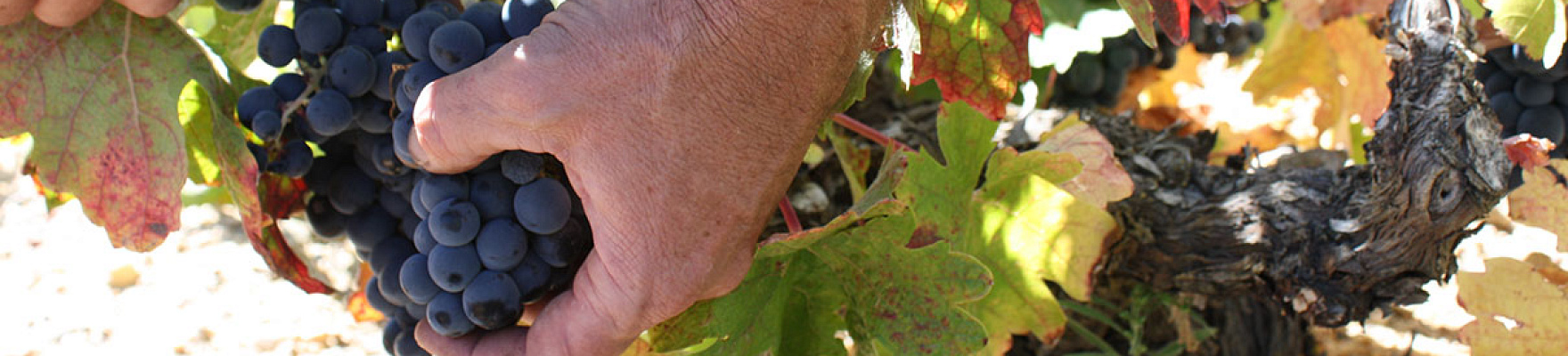 Bodegas y Viñedos Gallego Zapatero