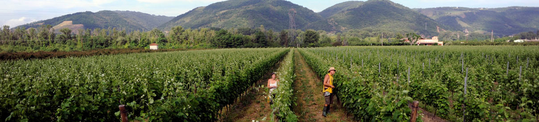 Domaine Laurent Habrard