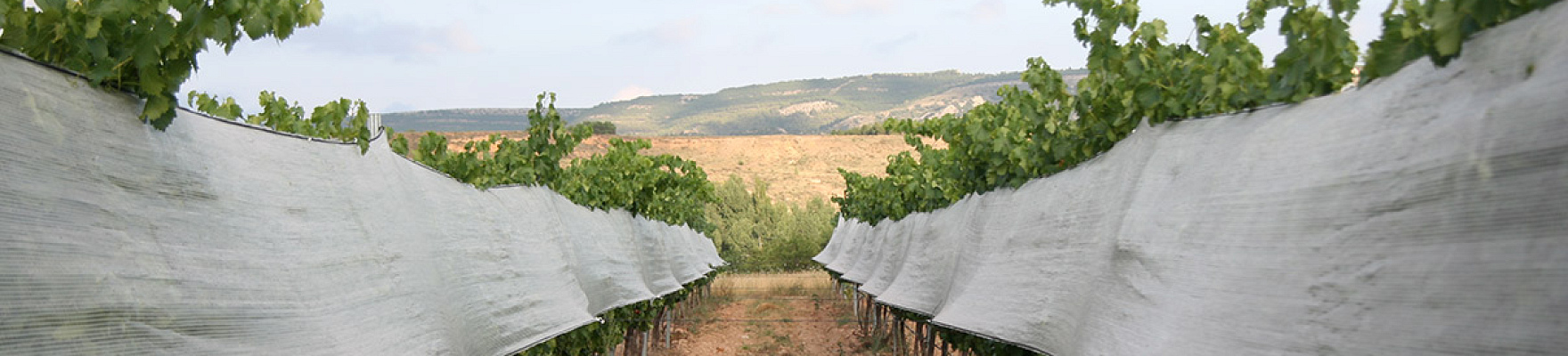 Bodega Jesús Romero