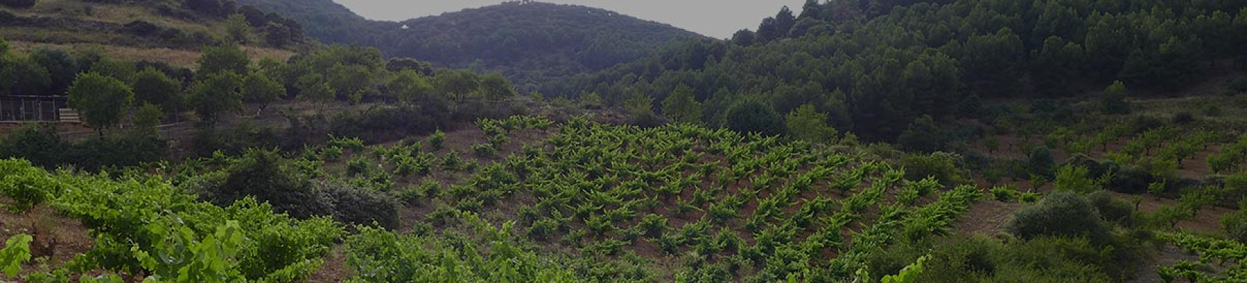 Viñedos y bodegas Pablo