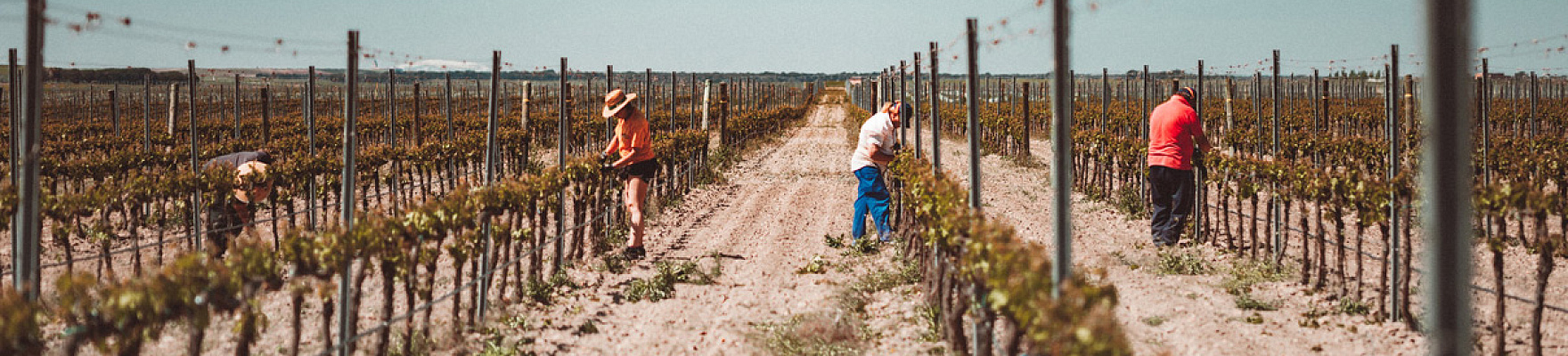 Bodegas Pita