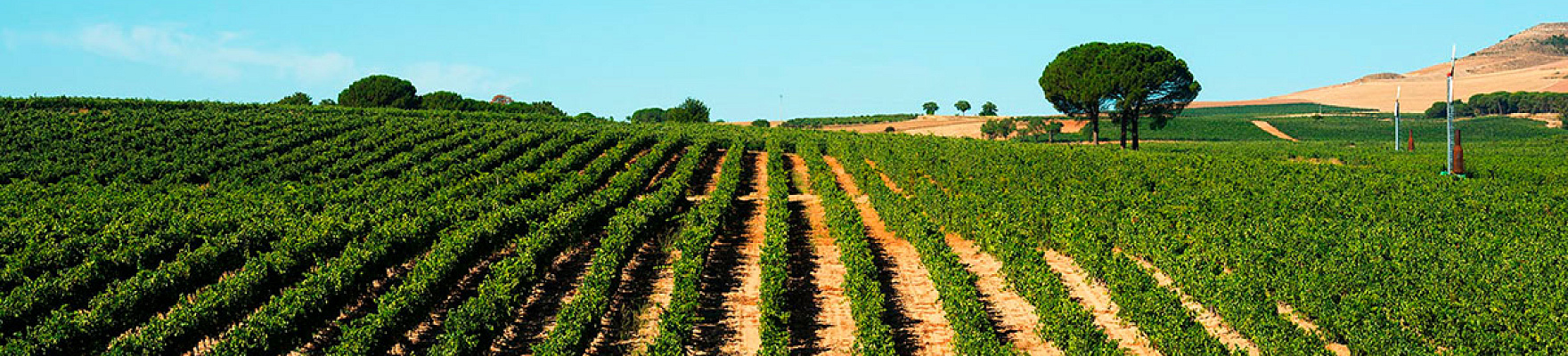 Bodegas Robeal