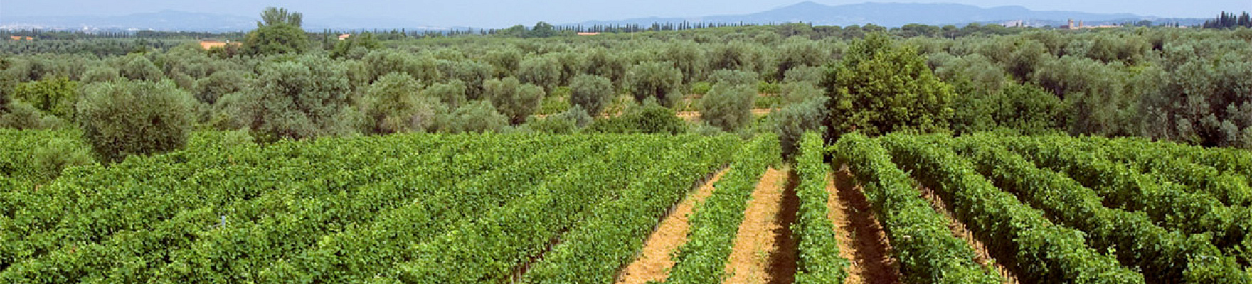 Tenuta Campo Al Mare