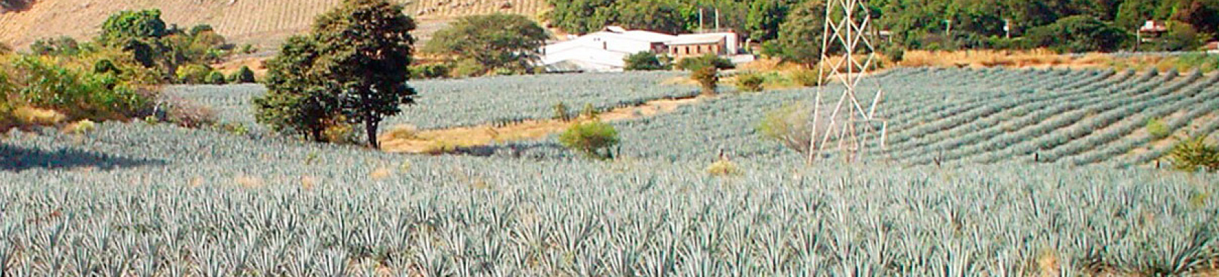 Tequila La Cofradía