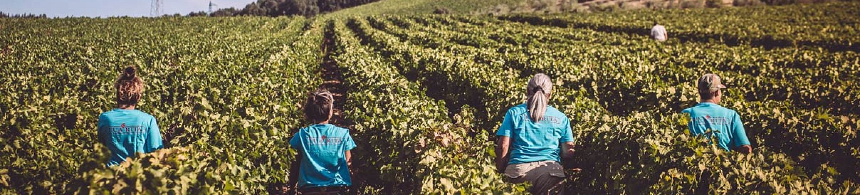 Tua Rita Societa 'Agricola Semplice