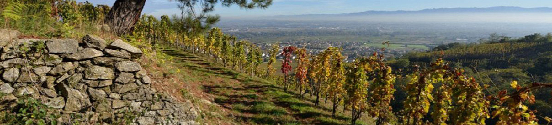 Domaine du Tunnel