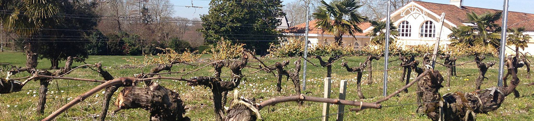 Château Larrivet Haut-Brion