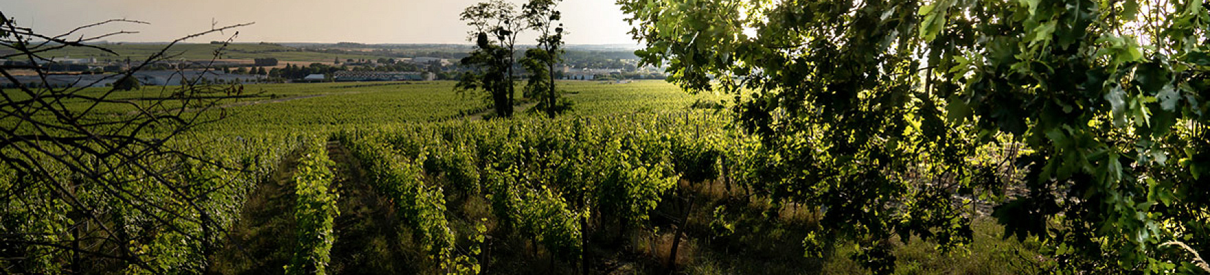 Produttore: Clos Rougeard