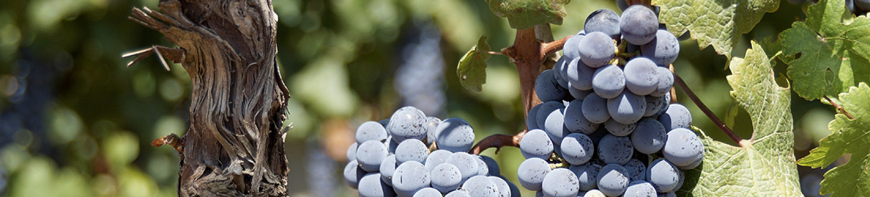 Produttore: Domaine Perrot-Minot