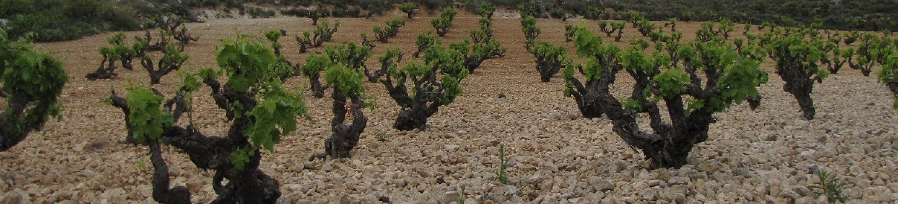 Produttore: Bodegas Cinco Leguas