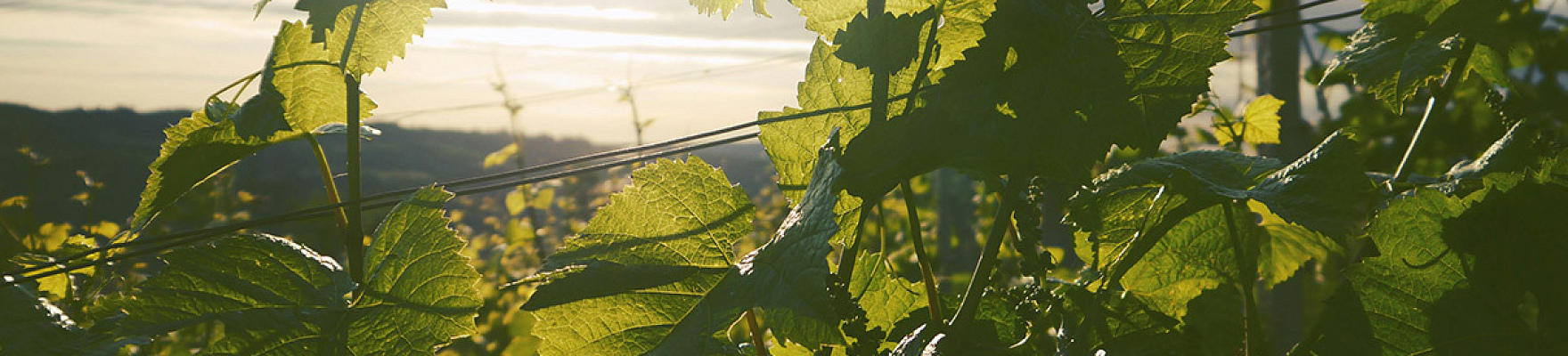 Produttore: HGA Bodegas y Viñedos de Altura