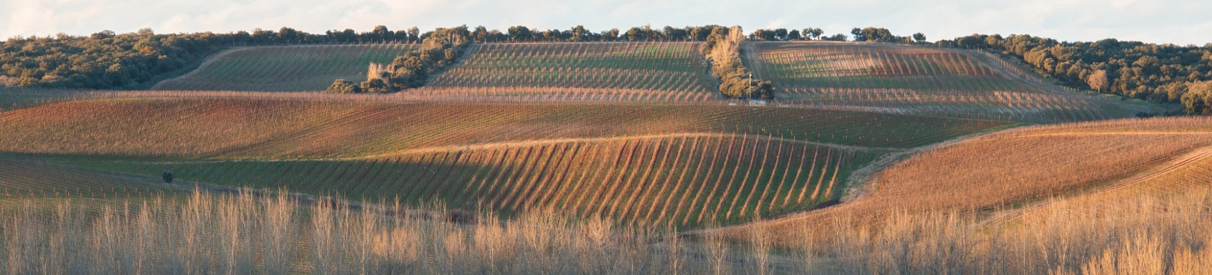 Produttore: Dominio d'Echauz