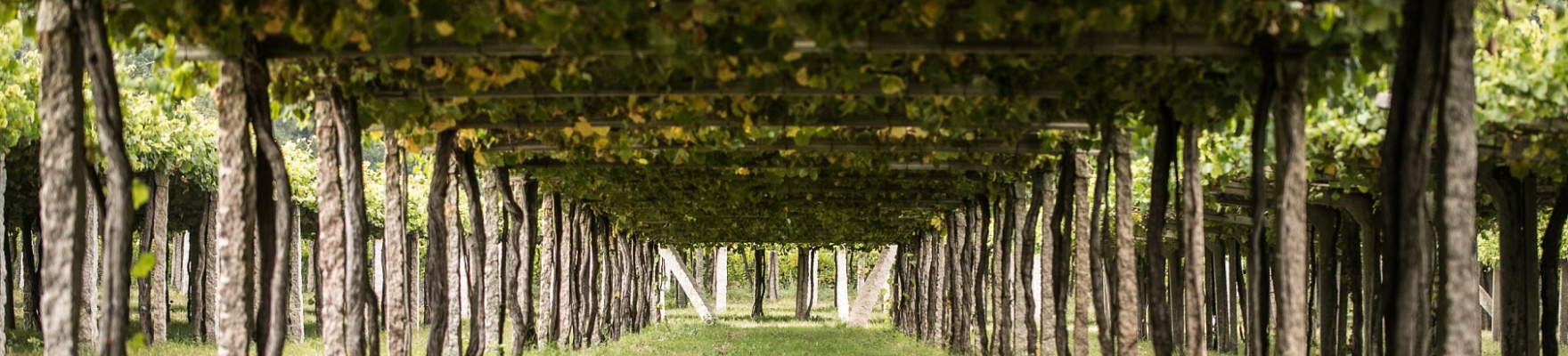 Produttore: Attis Bodegas y Viñedos