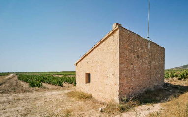 Panorámica de viñedo