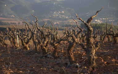 Viñedos de Can Llopart de les Alzines