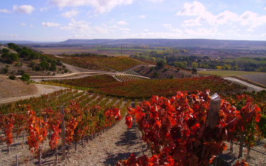 Panorámica de los viñedos