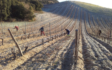 Viñedos de Quinta Sardonia