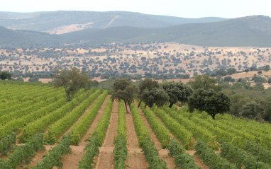 Vista de viñedos