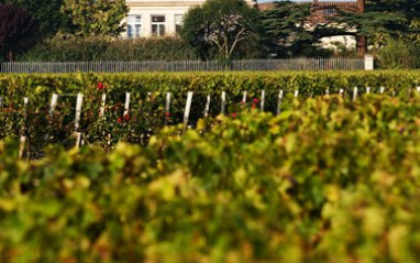 Imagen de los viñedos de Château Lynch Bages