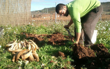 Gonzalo utiliza cuernos de vaca y abono en sus tierras