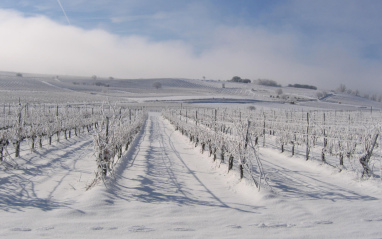 El viñedo nevado