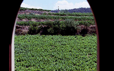 Vistas de los viñedos desde la bodega