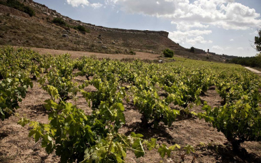 Imagen del viñedo en flor