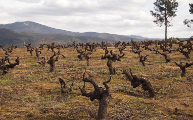 Bodegas Avancia