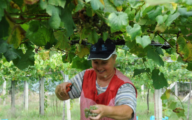 Trabajo en viñedo