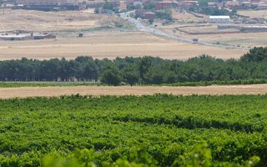 Viñedos con el pueblo de Santa María al fondo