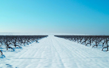 Viñedo nevado