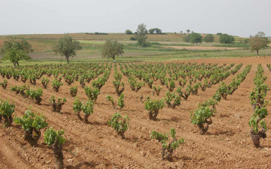 viñas