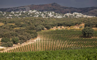 Olivos rodeando las viñas