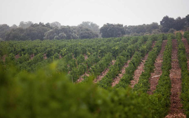 Viñedos en ladera a 900 metros