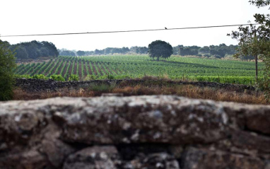 Panorámica del viñedo El Encinar