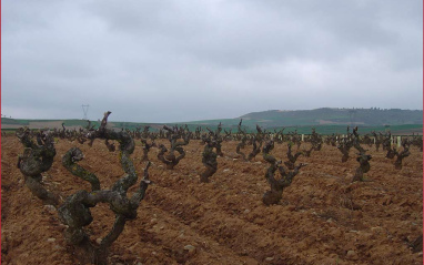 Viñedo de Finca Allende